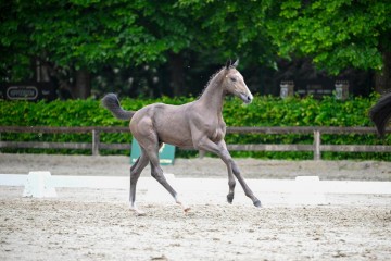 paard-2024-05-23-172243-153535.jpg