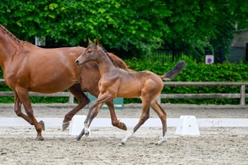 paard-2024-05-23-174836.jpg
