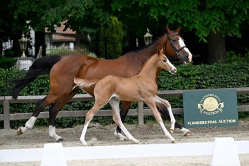paard-2025-05-24-370987-ok-galop.jpg