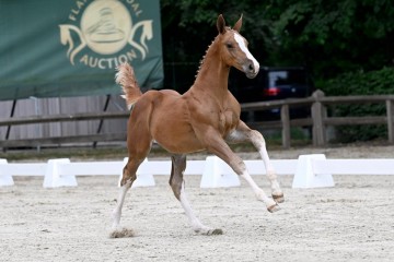 paard-2025-05-24-371075-eros-galop.jpg