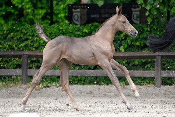 paard-2025-05-24-374403-uptowngirl-galop.jpg