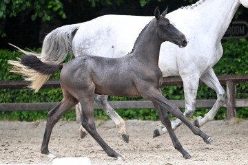 paard-2025-05-24-375139-excellent-galop.jpg