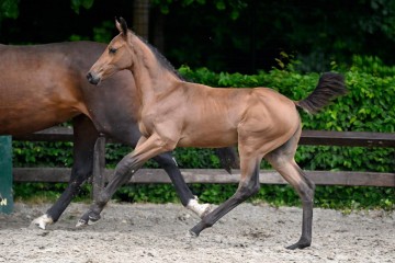 paard-2025-05-24-375716-toulayni-galop.jpg