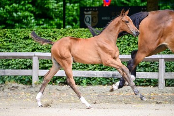 paard-203.jpg