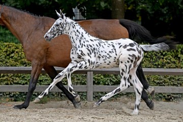 paard-207487.jpg