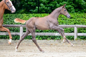 paard-213.jpg