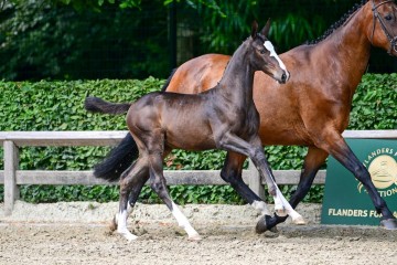 paard-223.jpg