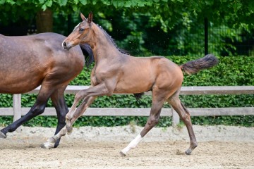 paard-23.jpg