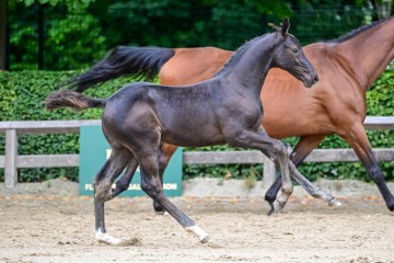 paard-233.jpg