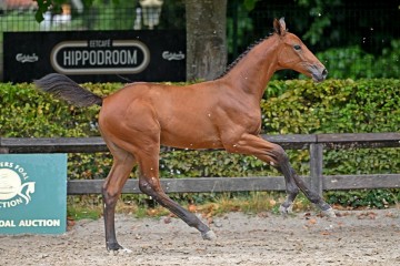 paard-238092.jpg