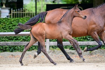 paard-243.jpg