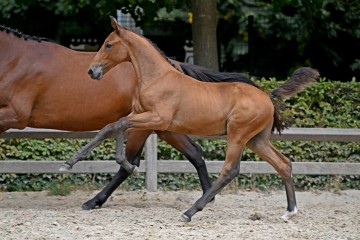 paard-246878.jpg