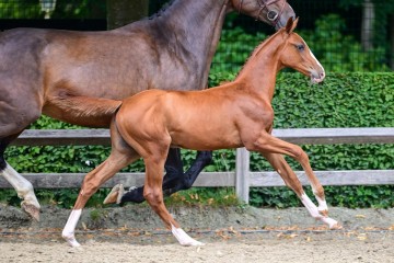 paard-253.jpg