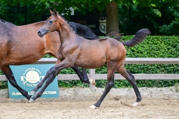 paard-263.jpg