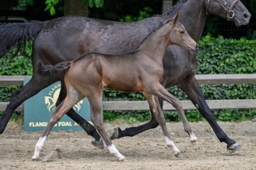 paard-27-2025-05-24-372065-haris-galop.jpg