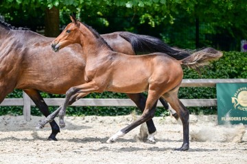 paard-27-3.jpg