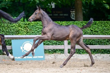 paard-273.jpg
