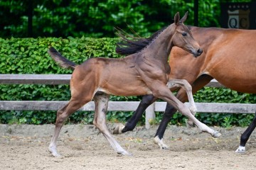 paard-283.jpg