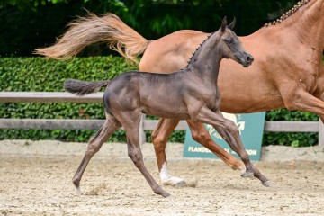 paard-293.jpg