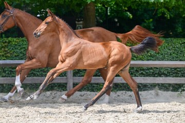 paard-30-3.jpg