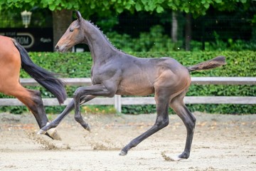 paard-303.jpg