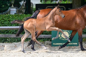 paard-313-073201.jpg