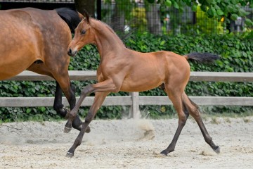 paard-32-2025-05-24-371614-victory-galop.jpg