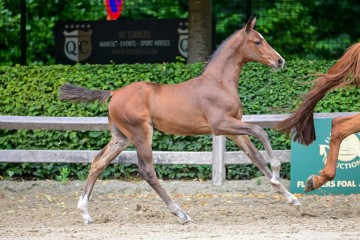 paard-323.jpg