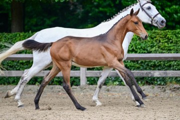 paard-33.jpg