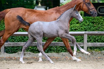 paard-333.jpg