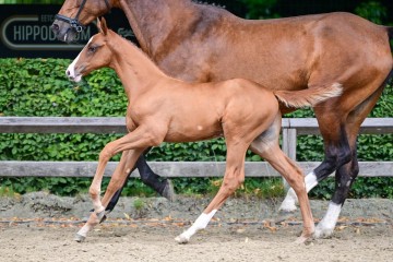 paard-343.jpg