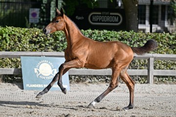 paard-34810.jpg