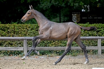 paard-348964.jpg