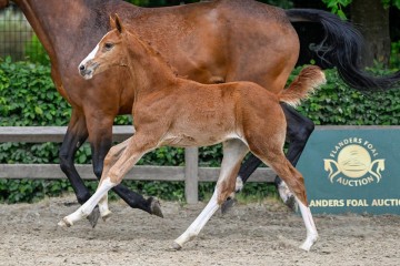 paard-35-2025-05-24-371964-ermie-galop.jpg