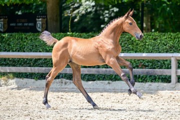 paard-353.jpg