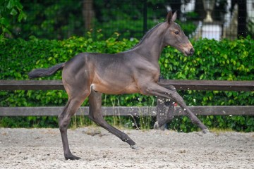 paard-36-2025-05-24-375494-diadole-galop.jpg