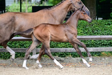 paard-43.jpg