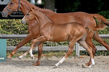 paard-435693.jpg