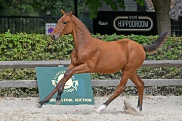 paard-46587.jpg