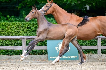paard-53.jpg