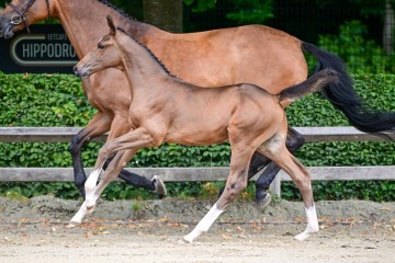 paard-63.jpg