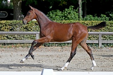 paard-64879.jpg