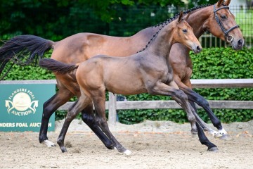 paard-73.jpg