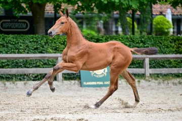 paard-83.jpg