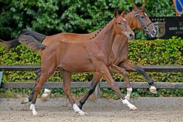 paard-88266.jpg
