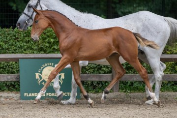 paard-92024-07-06-224826.jpg