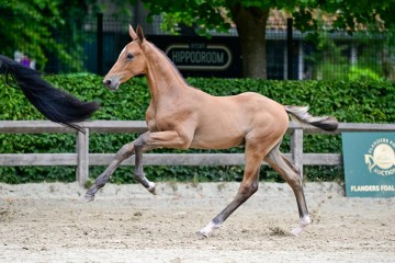 paard-93.jpg