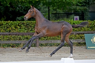 paard-97842.jpg