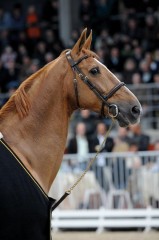 paard-baloubet-ga54374-214951-073058.jpeg