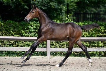 paard-balouney-boy-m-1.jpg